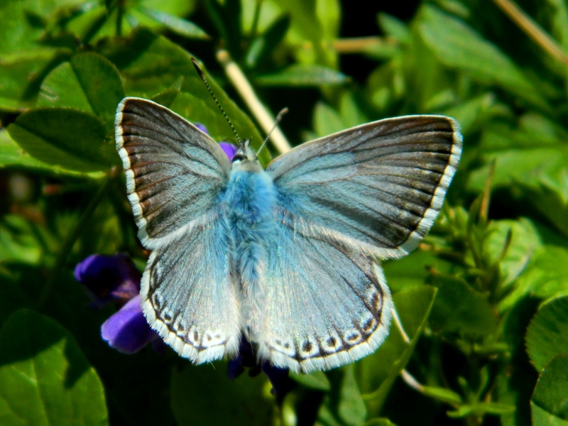 Polyommatus (Lysandra) coridon